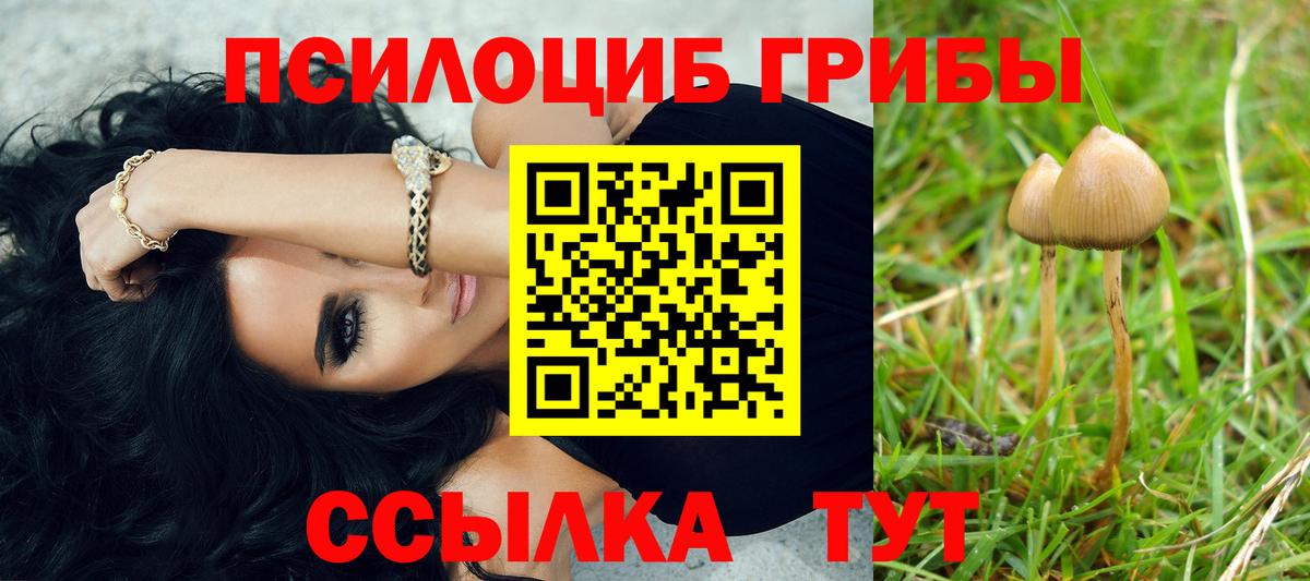 Галлюциногенные грибы Psilocybe Томск